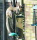Grey Squirrel on top of feeder