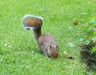 Grey Squirrel feeds on lawn 