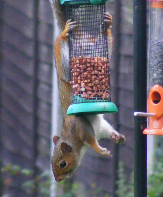 Grey Squirrel on nut feeder 