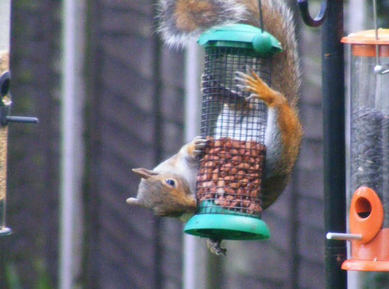 Grey Squirrel curved around feeder