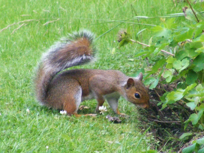 Grey Squirrel examines bushes