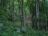 Woods in Arkengarthdale