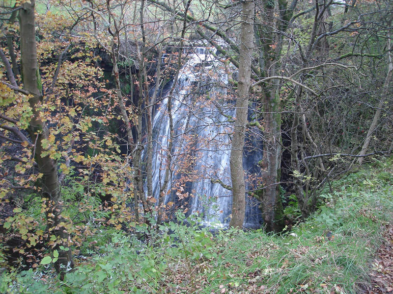 Aysgill Force seen through the trees