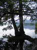Trees on Derwent Water
