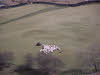 Sheep herding in Boredale 