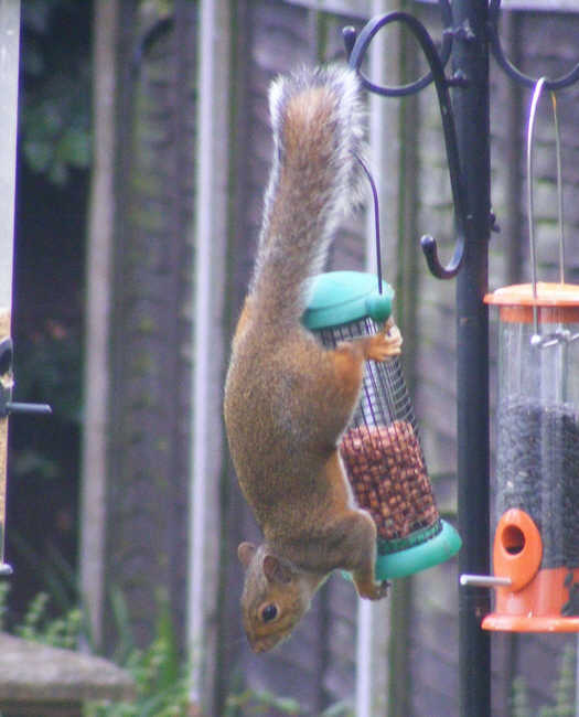 Grey Squirrel clinging to feeder 