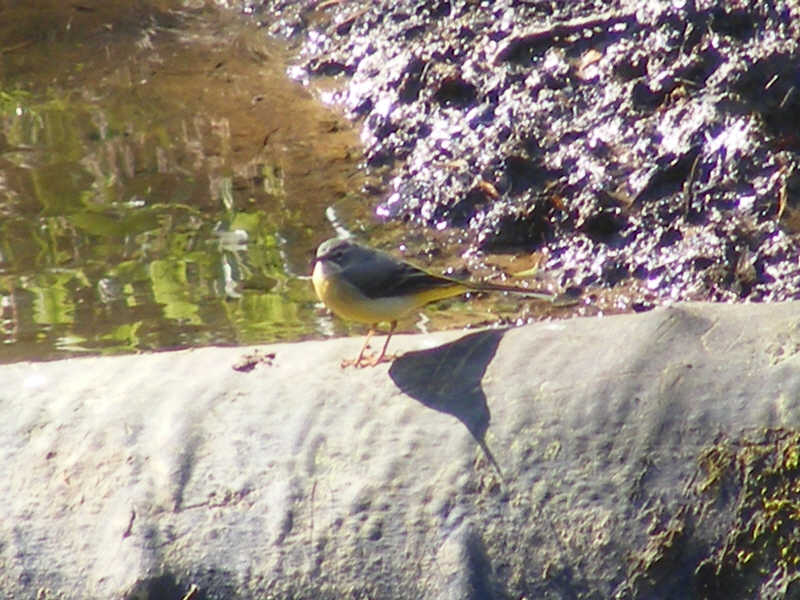 Male Grey Wagtail (1 of 3) 