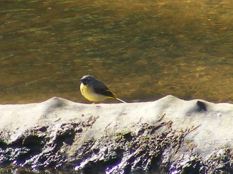 Male Grey Wagtail (2 of 3) 