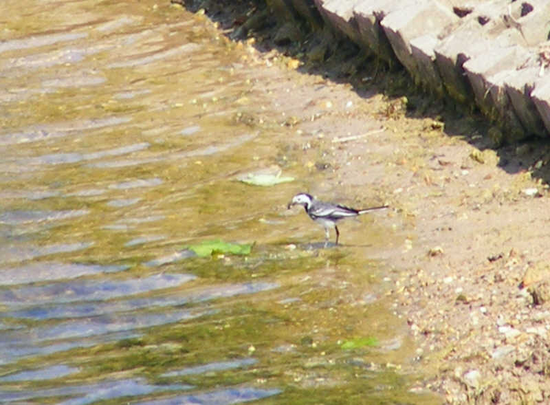 Female Pied Wagtail (1 of 2) 