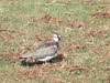 Lapwing near the River Tees